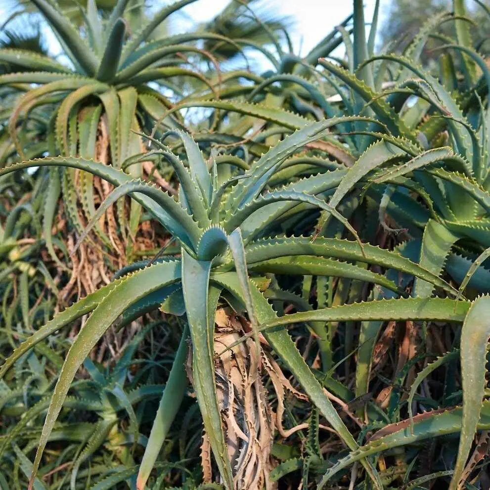 Piante di Aloe Arborescens verdi e rigogliose con foglie spinose