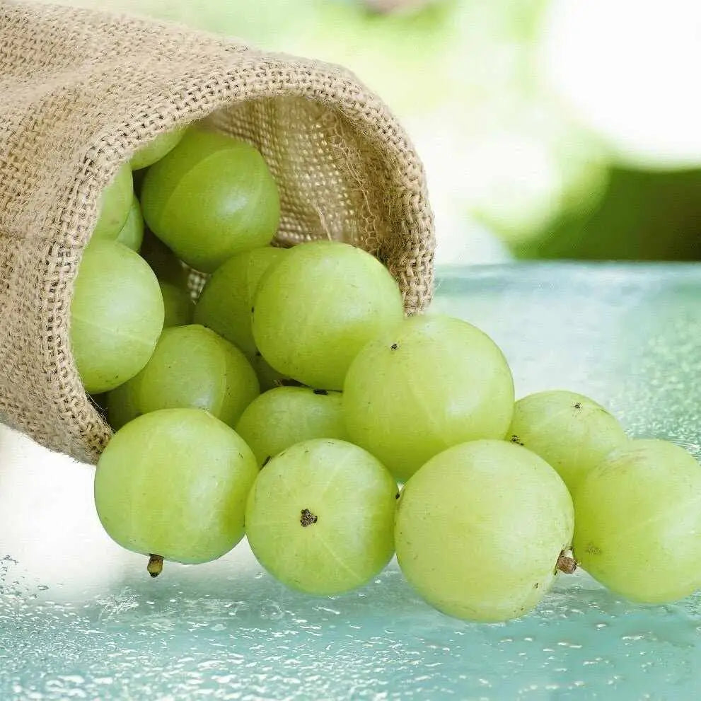 Bacche di amla fresche verde chiaro che fuoriescono da un sacco di iuta