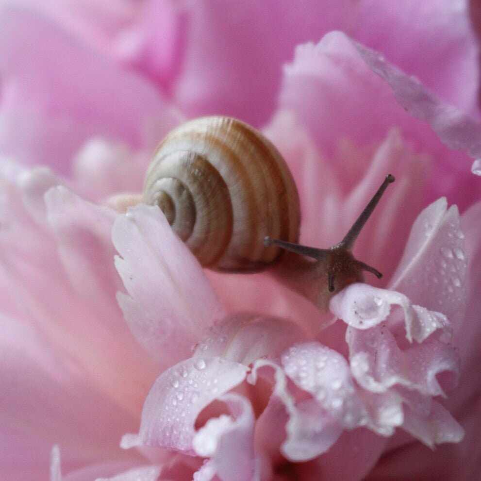 Lumaca con guscio a strisce marrone chiaro per cosmetici