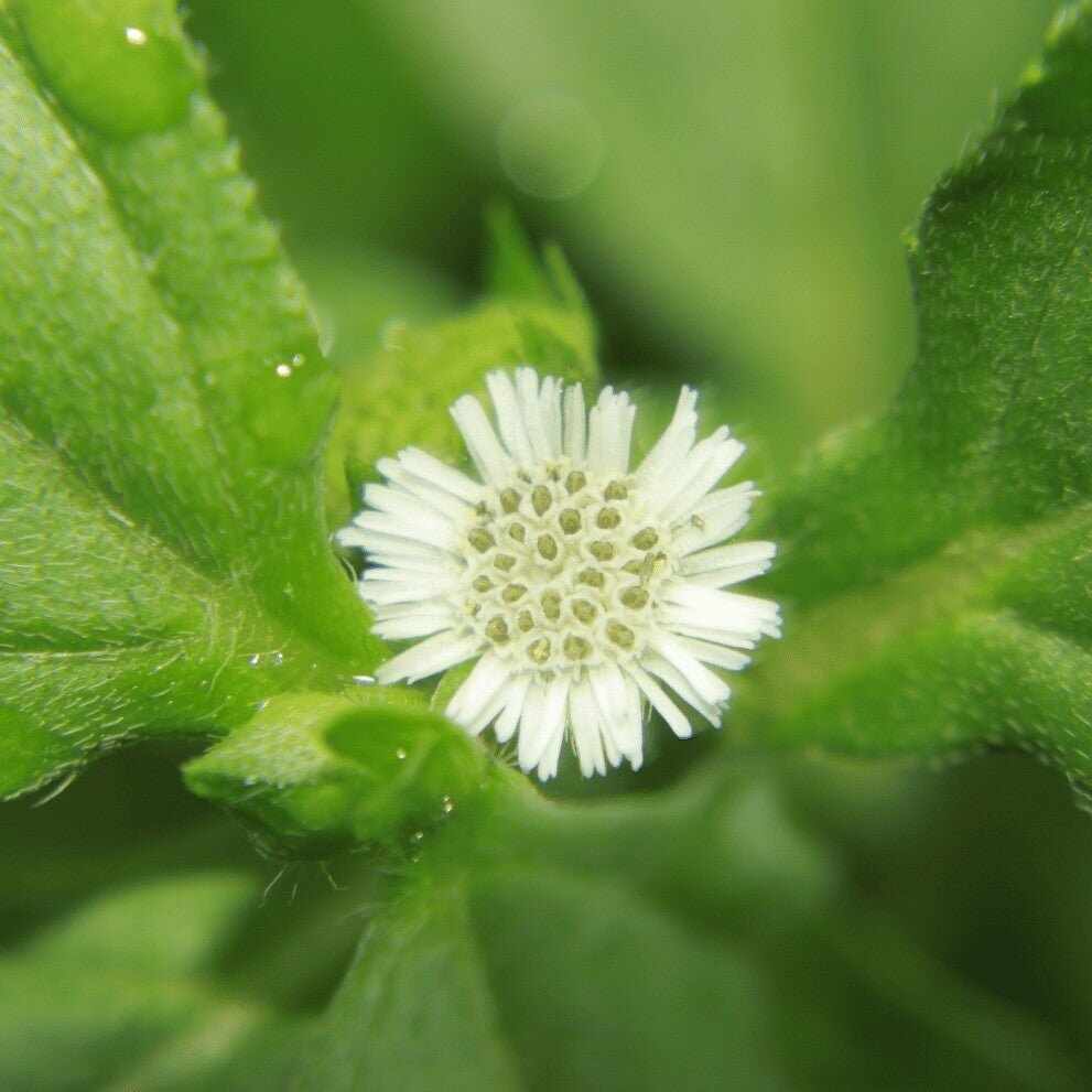 Fiore simile a margherita bianca di Bhringraj con centro giallo-verde