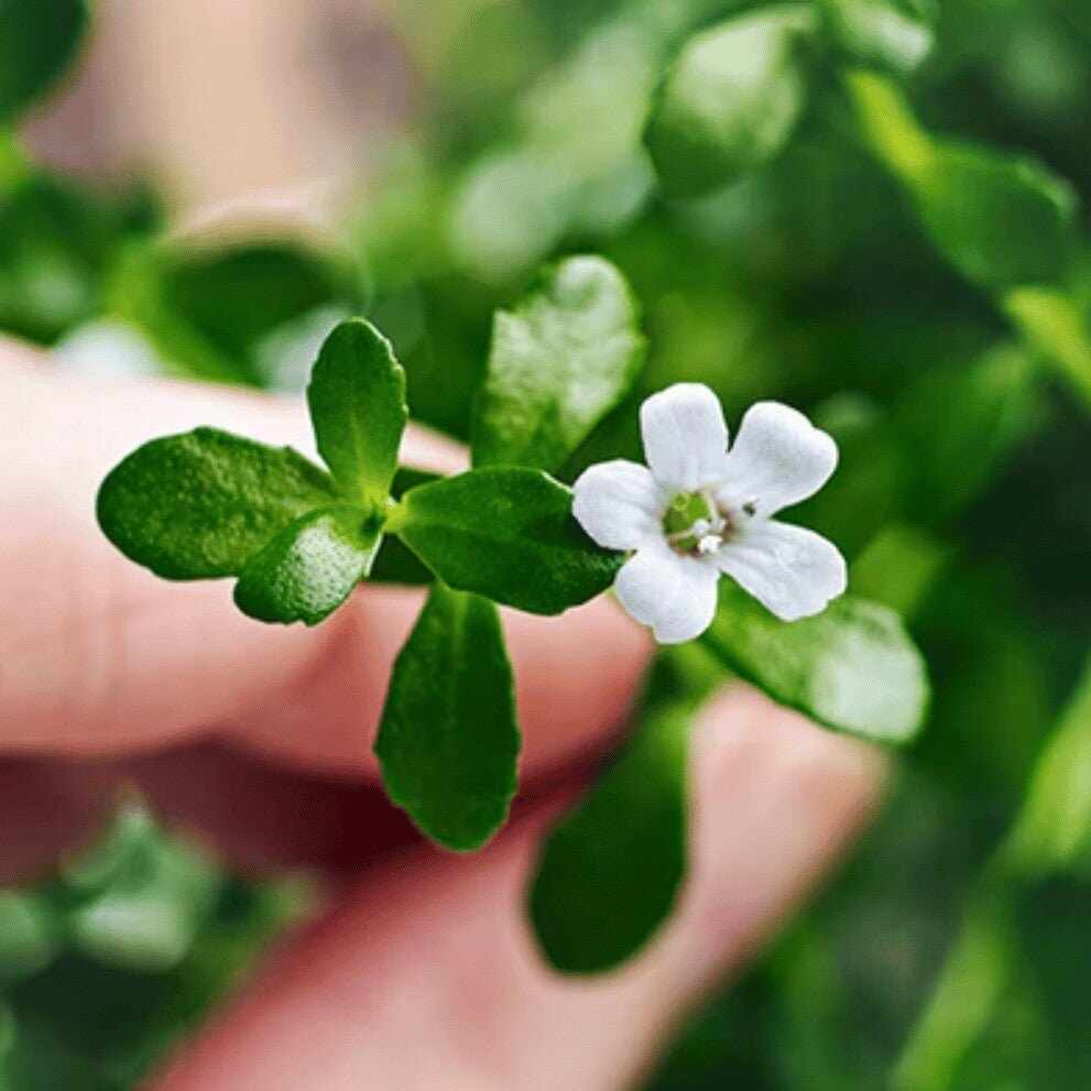 Brahmi: un’erba ayurvedica per la cura di pelle e capelli! - Il mio negozio
