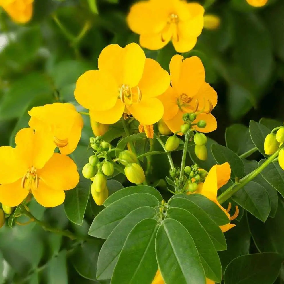Cassia obovata: pianta gialla fiorita con foglie verdi e boccioli