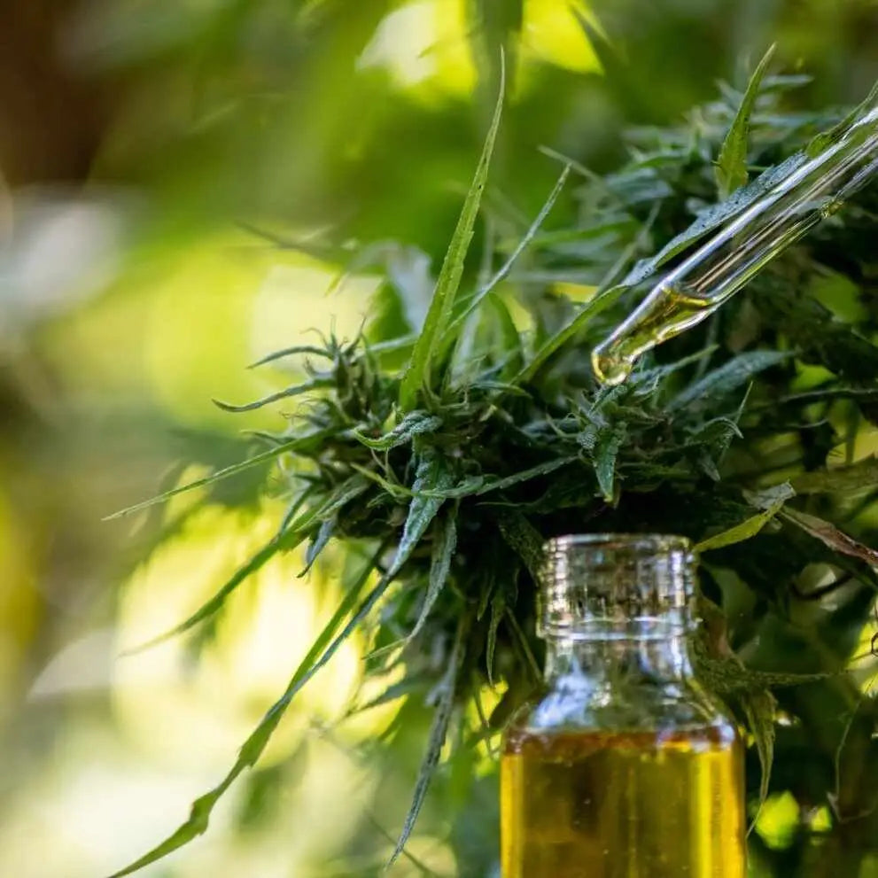 Piante di cannabis con contagocce che estrae olio in bottiglia per CBD cosmetico