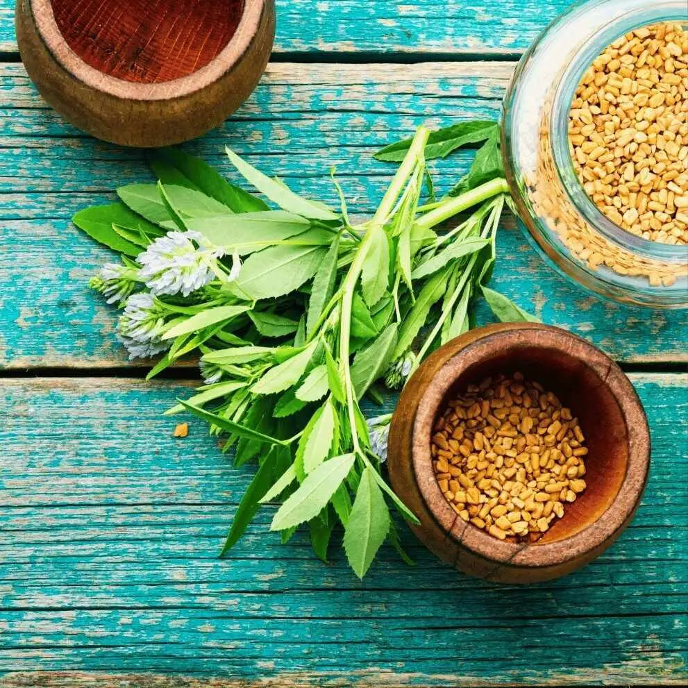 Semi di fieno greco e foglie fresche del methi