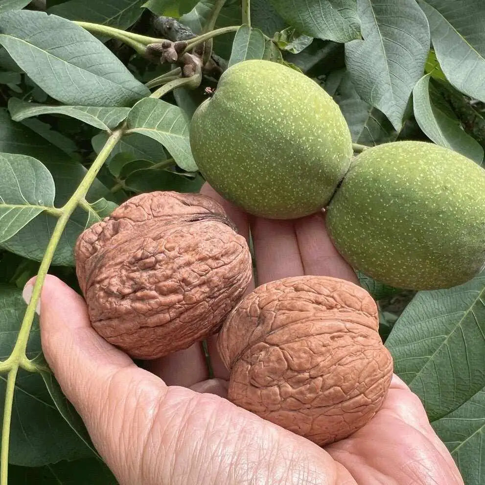 Mano che tiene due noci mature in guscio e due verdi in mallo