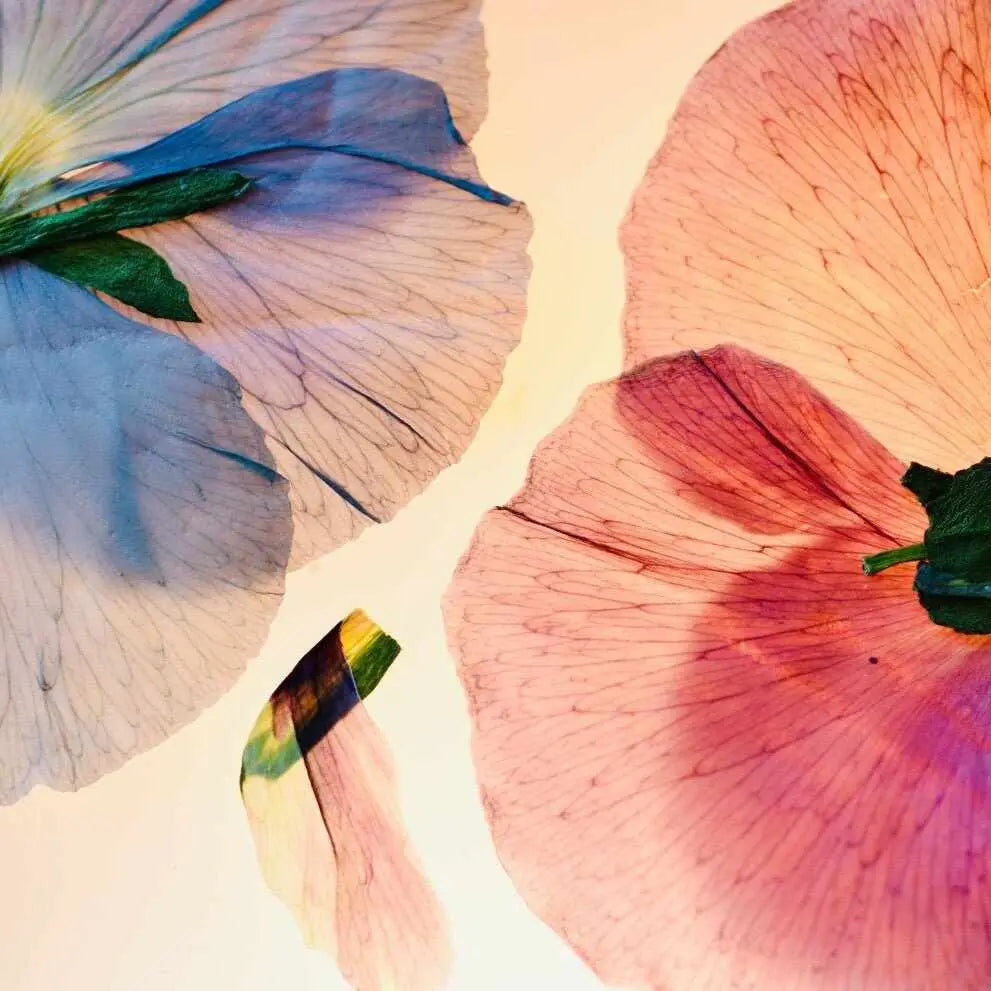 Petali traslucidi premuti di fiori blu e rosa per skincare mestruale