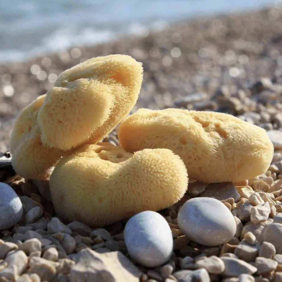 Spugne marine naturali con texture morbida e porosa per la bellezza della pelle