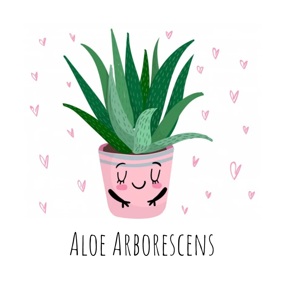 Baby Aloe - Gift Set Regalo Yumibio