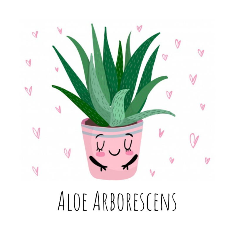 Baby Aloe  Home
