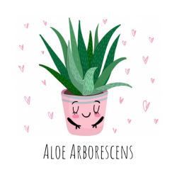 Baby Aloe  Home