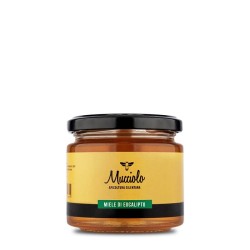 Le miel d'Eucalyptus Mucciolo Miele Miele   Disponible sur Yumibio.com