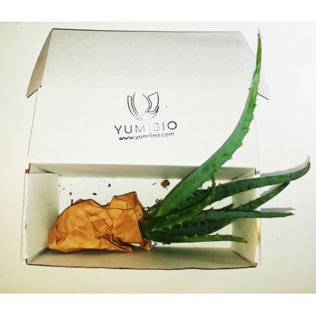 Aloe Arborescens - Moyenne  La maison   Disponible sur Yumibio.com