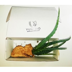 Aloe Arborescens - Moyenne  La maison   Disponible sur Yumibio.com