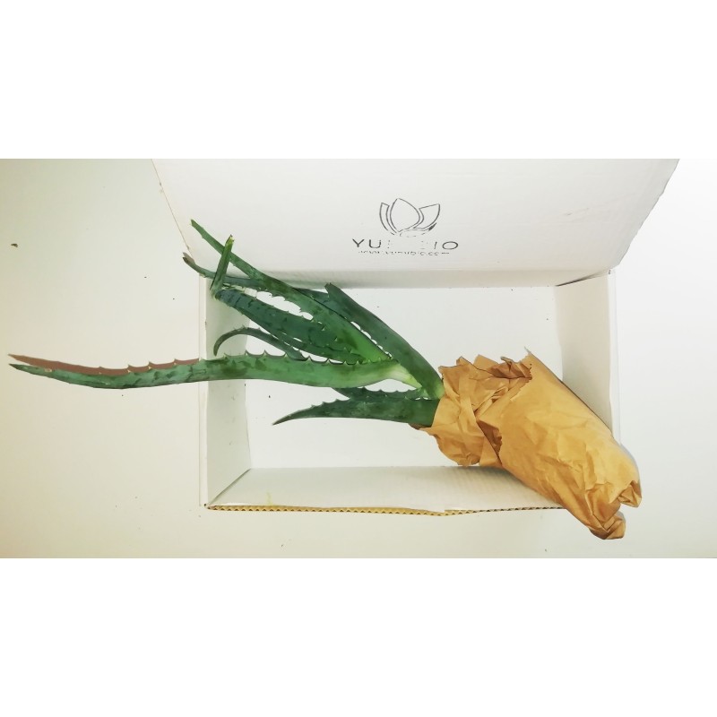 Aloe Arborescens Plant - Big  Home  Available on Yumibio.com