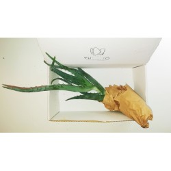 Pianta Aloe Arborescens - Grande  Home