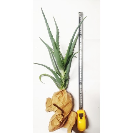 Pianta Aloe Arborescens - Grande  Home