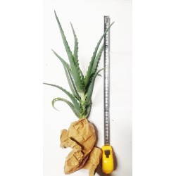 Pianta Aloe Arborescens - Grande  Home