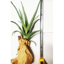 Pianta Aloe Arborescens - Media  Home