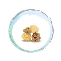 Le Minisize des Éponges de Mer