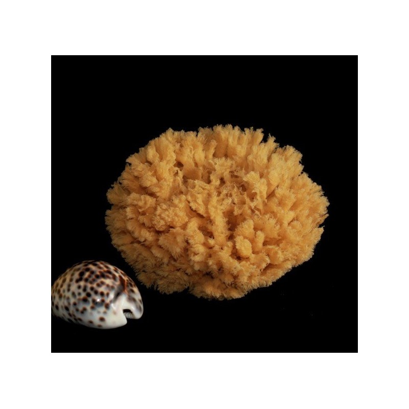 Rosenfeld  Spugna Barriera Corallina Naturale 11-12 cm  Spugne e Accessori Corpo