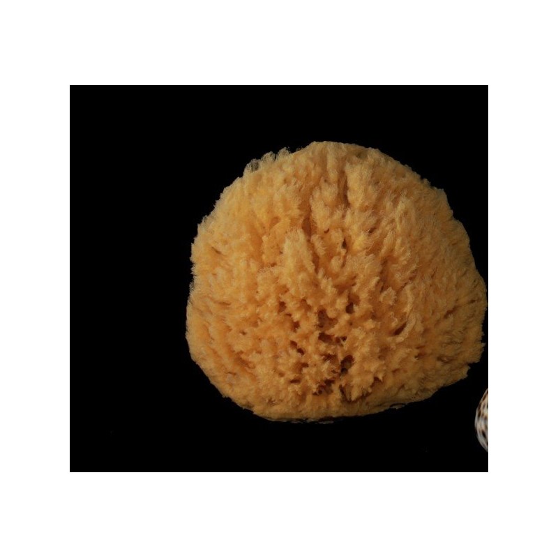 Rosenfeld  Spugna Barriera Corallina Naturale 12-13 cm  Spugne e Accessori Corpo