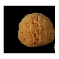 Sponge Natural coral Reef 12-13 cm