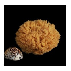 Rosenfeld  Spugna Barriera Corallina Naturale 14-15 cm  Spugne e Accessori Corpo
