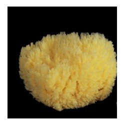 Sponge Reef Lightened, 13-14 cm