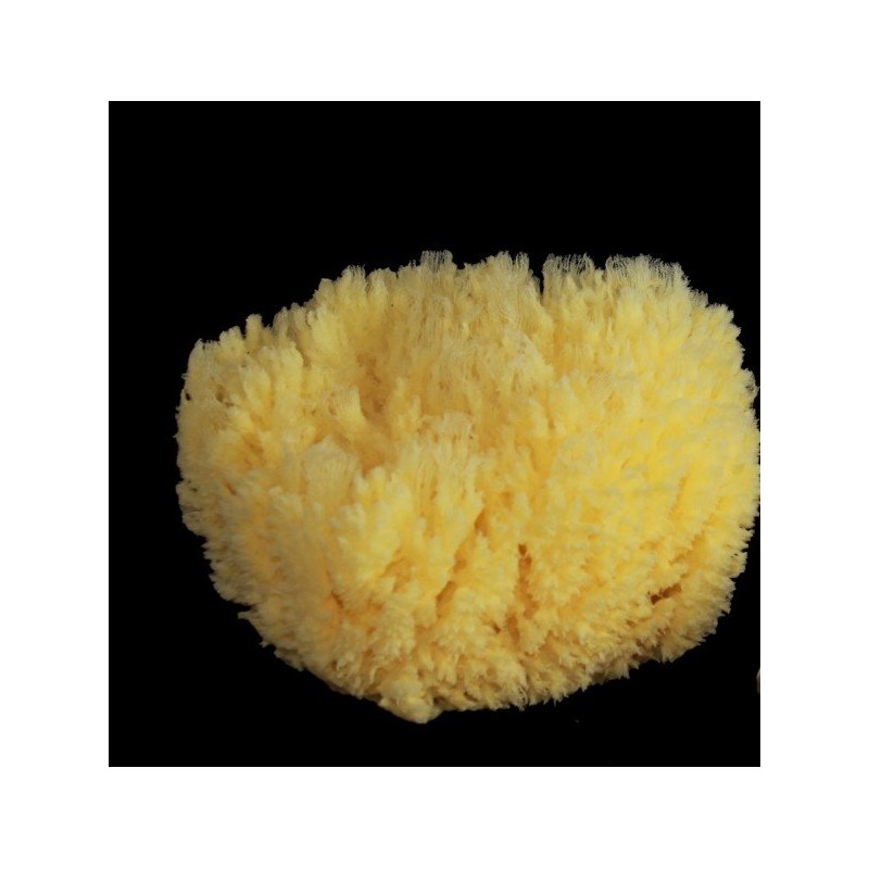 Rosenfeld  Spugna Barriera Corallina Schiarita 15-16 cm  Spugne e Accessori Corpo