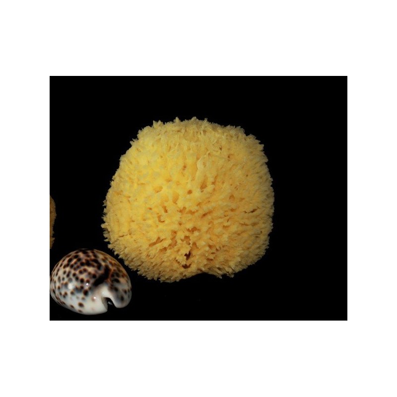Rosenfeld  Spugna Barriera Corallina Schiarita 6-7 cm  Spugne e Accessori Corpo