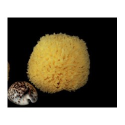 Sponge Reef Lightened 6-7 cm