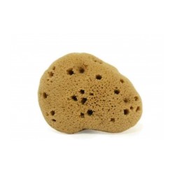 Fine sponge Lady Washed 5-6 g