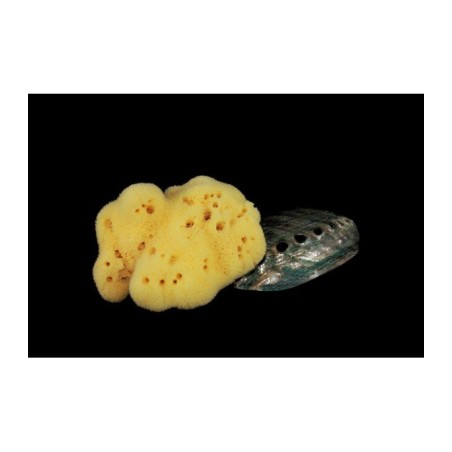 Rosenfeld  Spugna Fine Dama Schiarita 12 cm  Spugne e Accessori Corpo