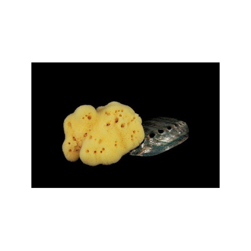 Rosenfeld  Spugna Fine Dama Schiarita 12 cm  Spugne e Accessori Corpo