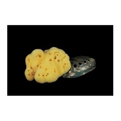 Rosenfeld  Spugna Fine Dama Schiarita 12 cm  Spugne e Accessori Corpo
