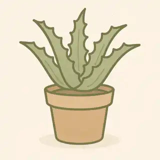Una pianta di aloe vera in vaso con foglie frastagliate.