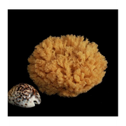 Spugna Barriera Corallina Naturale 11-12 cm - Rosenfeld