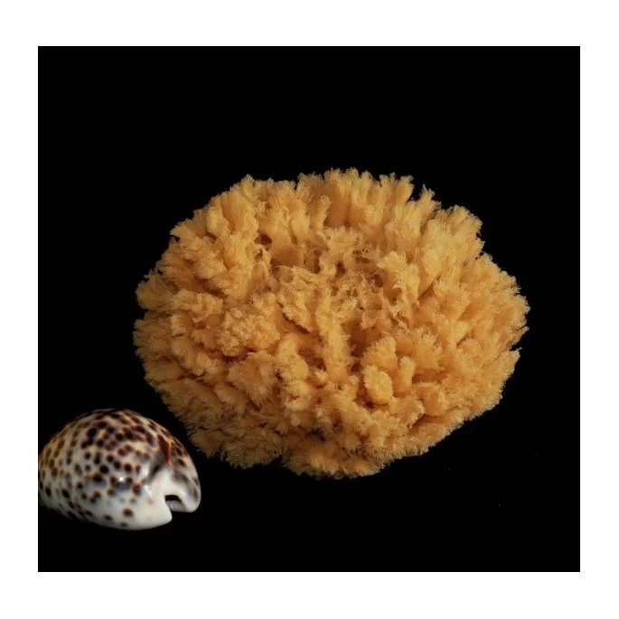 Spugna Barriera Corallina Naturale 14-15 cm - Rosenfeld