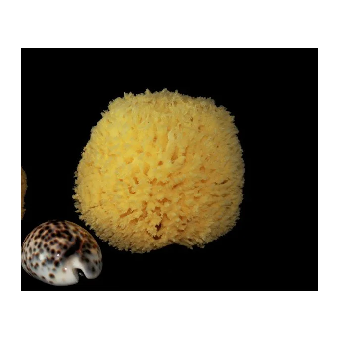 Spugna Barriera Corallina Schiarita 10-11 cm - Rosenfeld