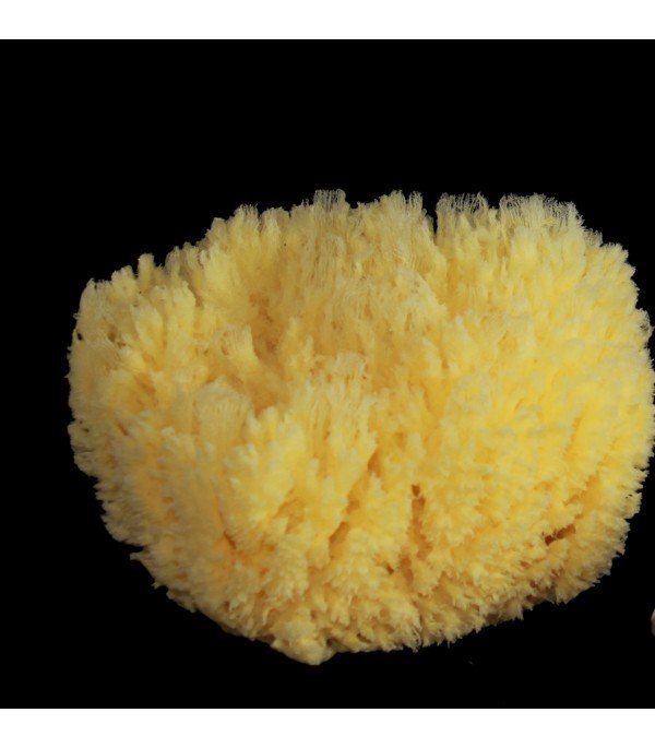 Spugna Barriera Corallina Schiarita 13-14 cm