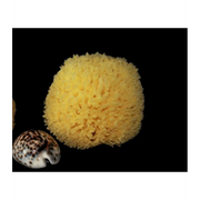 Spugna Barriera Corallina Schiarita 6-7 cm - Rosenfeld