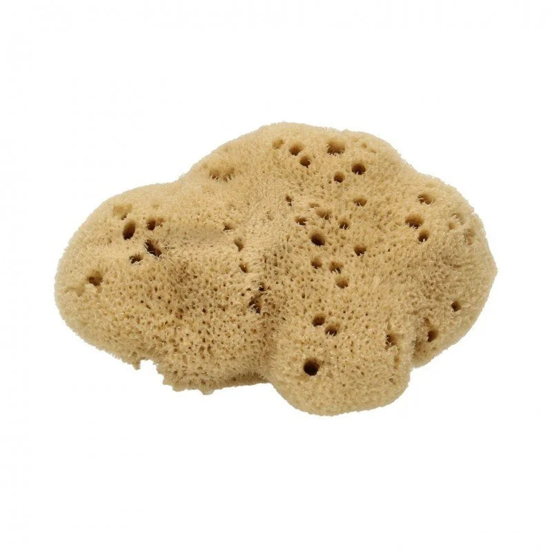 Spugna Fine Dama Lavata - 8/10 gr - Cose Della Natura