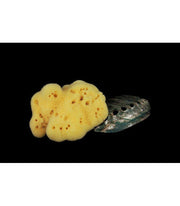 Fine Sponge Lady Lightened 12 cm