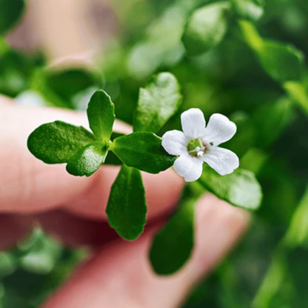 Brahmi: un’erba ayurvedica per la cura di pelle e capelli!
