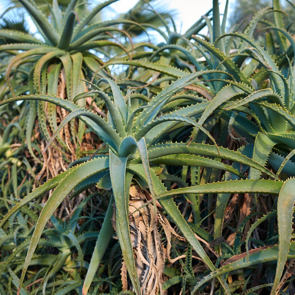 Aloe Arborescens: proprietà e modi d'uso